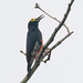 1.09575 Pic à chevron d'or / Melanerpes cruentatus / Yellow-tufted Woodpecker / Carpintero Penachiamarillo