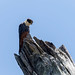 Falco rufigularis (Bat Falcon) - Falconidae - Pousada Aguape, Campo Grande, Pantanal, Mato Grosso do Sul, Brazil-Edit
