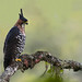 Spizaetus ornatus - Ornate Hawk-Eagle - Águila-azor Galana - Águila Coronada 16
