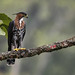 Spizaetus ornatus - Ornate Hawk-Eagle - Águila-azor Galana - Águila Coronada 18