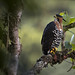 Spizaetus ornatus - Ornate Hawk-Eagle - Águila-azor Galana - Águila Coronada 17