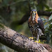 Spizaetus ornatus - Ornate Hawk-Eagle - Águila-azor Galana - Águila Coronada 19
