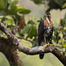 Spizaetus ornatus - Ornate Hawk-Eagle - Águila-azor Galana - Águila Coronada 20