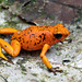 Oophaga sylvatica "Yellow Foot" morph in habitat Nariño, Colombia. October 2023. Frogs A and B