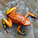 Oophaga sylvatica "Yellow Foot" morph in habitat Nariño, Colombia. October 2023. Frogs A and B