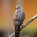 Roadside Hawk (Rupornis magnirostris) Caño Negro, Costa Rica 2024