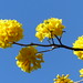 Ipé-Baum, Goldtrompetenbaum (Tabebuia ochracea), Blütenbüschel