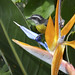 Bananaquit (Coereba flaveola) on Bird of paradise flower (Strelitzia reginae)