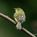 Yellow Tyrannulet