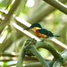 American Pygmy-kingfisher (Chloroceryle aenea)