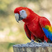 Ara rouge - Scarlet Macaw SC06339-Mod.jpg