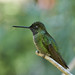 Glitzerbrilliantkolibri - Talamanca Hummingbird (male)