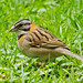 Rufous-collared sparrow or Andean sparrow - Zonotrichia capensis