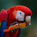 Scarlet Macaw | Ara macao | 2023 - 4
