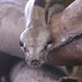 Abgottschlange (Boa constrictor)