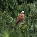 Black-collared Hawk at Tortuguero S24A1322