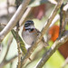 Rufous-collared Sparrow at Monteverde S24A2167
