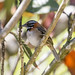 Rufous-collared Sparrow at Monteverde S24A2174-2