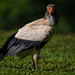 King Vulture | Sarcoramphus papa | 2023 - 14