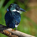 Amazon Kingfisher (Chloroceryle amazona) Female