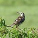 Eastern Meadowlark