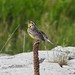 Eastern Meadowlark