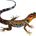 Rainbow Sun-Gecko, male (Gonatodes humeralis)