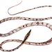 Brown Vine Snake (Oxybelis aeneus)