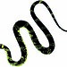 Tiger Rat Snake (Spilotes pullatus)
