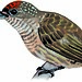 Bar-breasted Piculet (Picumnus aurifrons)