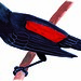 Red-Rumped Cacique (Cacicus haemorrhous)