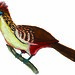 Hoatzin (Opisthocomus hoazin)