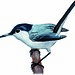 Tropical Gnatcatcher (Polioptila plumbea)