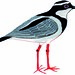 Pied Lapwing (Hoploxypterus cayanus)