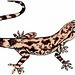Tropical House Gecko (Hemidactylus mabouia)