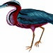 Agami Heron (Agamia agami)