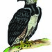 Harpy Eagle (Harpia harpyja)