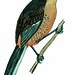 Black-Capped Donacobius (Donacobius atricapillus)