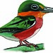 American Pygmy Kingfisher (Chloroceryle aenea)