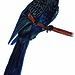 Greater Ani (Crotophaga major)