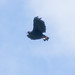 Great Black Hawk at Monteverde S24A2641