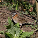 Rufous-collared Sparrow at Monteverde S24A2514