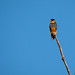 Faucon des chauves souris - Falco rufigularis