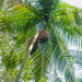 Palmeira Jussara - Armazenamento da Lu