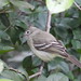 Guaracava-de-topete-uniforme - Plain-crested Elaenia