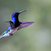 Colibri jacobin - Rancho Naturalista/Cartago/Costa Rica_20211127_081-1