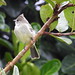 Guaracava-de-topete-uniforme - Plain-crested Elaenia