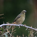 Grayish Saltator at Monteverde S24A2859