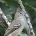 Guaracava-de-topete-uniforme - Plain-crested Elaenia