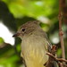 Guaracava - Yellow-bellied Elaenia